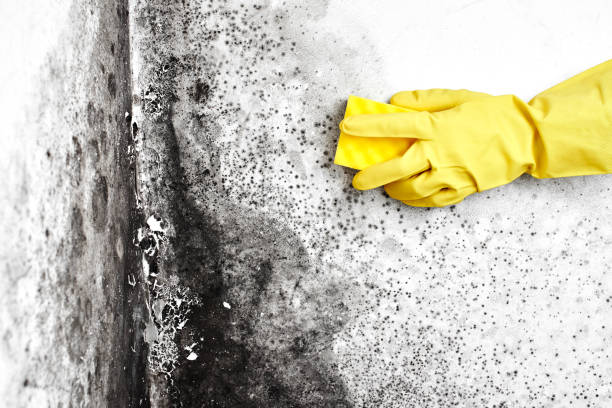 Best Attic Mold Removal  in Midway, GA