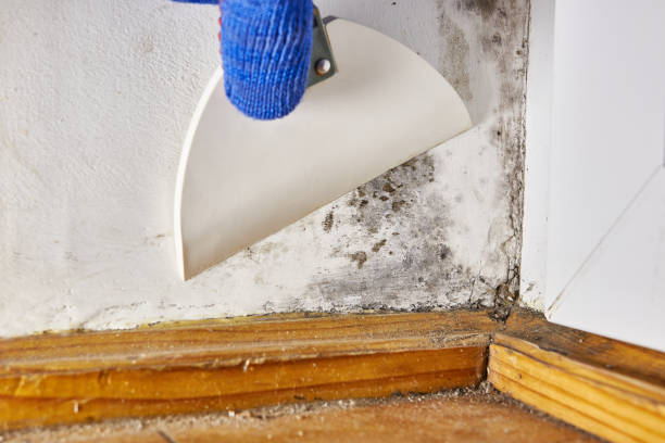 Midway, GA Mold Removal Company